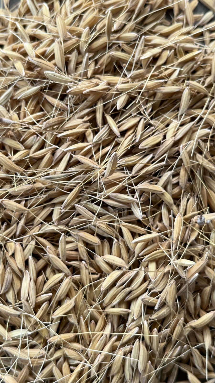 Heritage Paddy