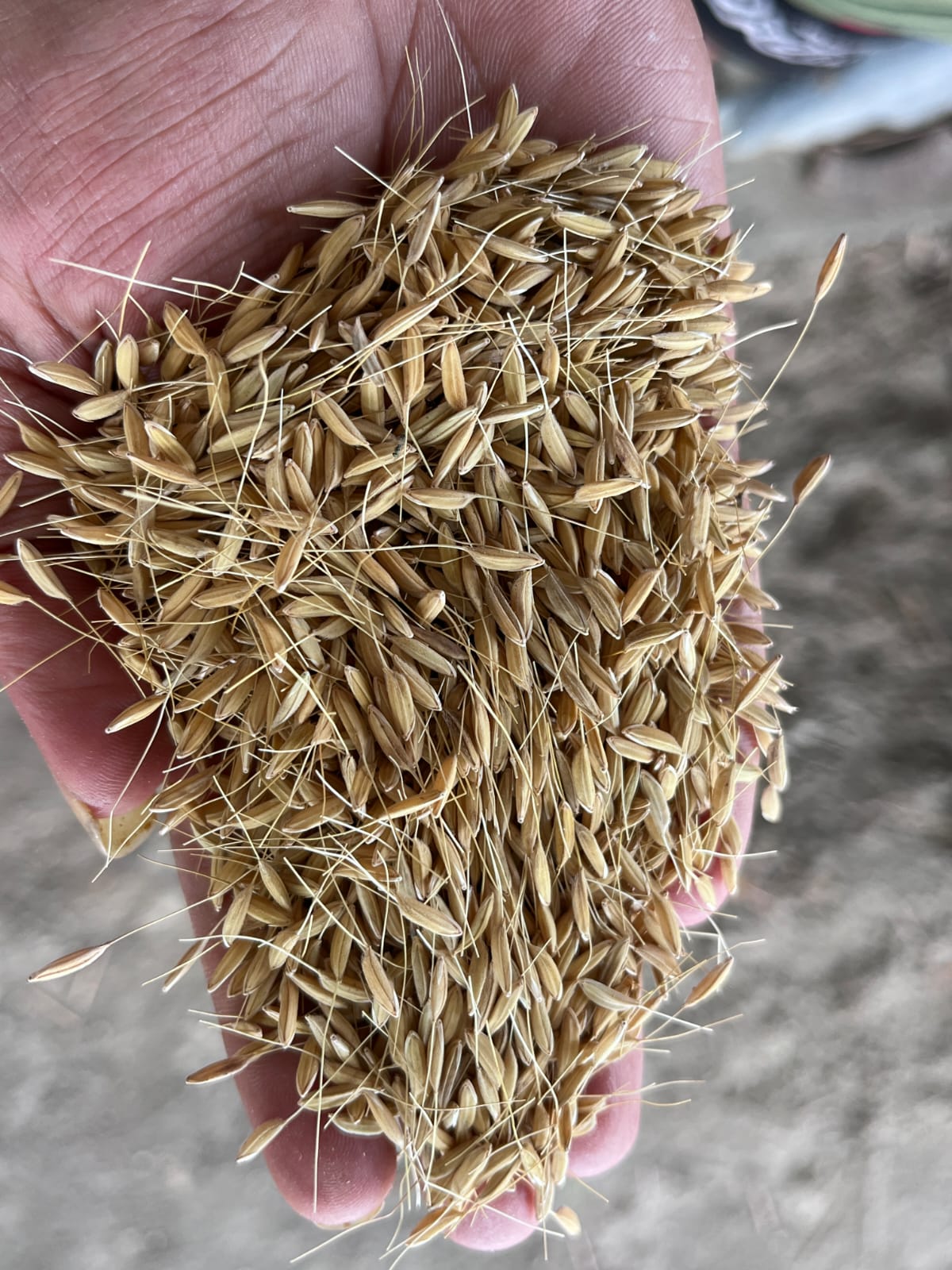 Premium Paddy Quality Check
